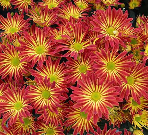 Floral Mums Flower Plant Chrysanthemum Calloways Nursery