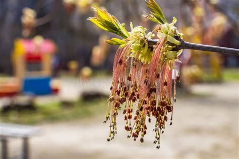 Green Spring Buds Ash Tree Stock Image Image Of Organic 39987229