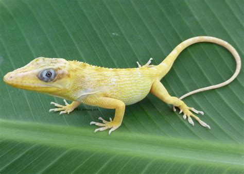 Photo Gallery Anoles Albino Cuban Knight Anole