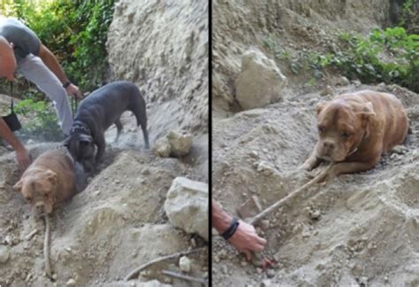 Dog Buried Alive Makes Full Recovery