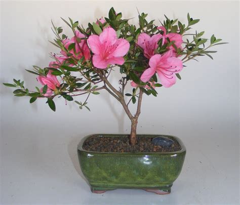 For bonsai the decorative japanese flowering species are used most often, like cultivars of prunus serrulata, prunus incisa, prunus kurilensis or prunus subhirtella. Flowering Chinzan Azalea Bonsai Tree (azalea satsuki ...