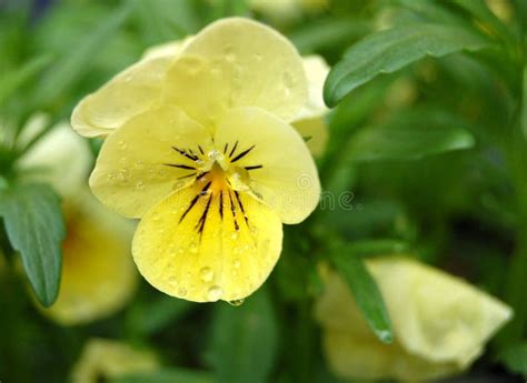 Clear Pansy Stock Photo Image Of Droplets Yellow Pure 50517010