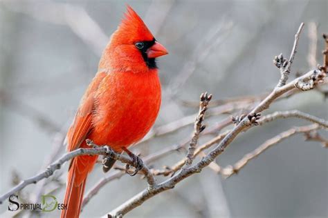 Four Cardinal Winds Spiritual Powers Associated Power