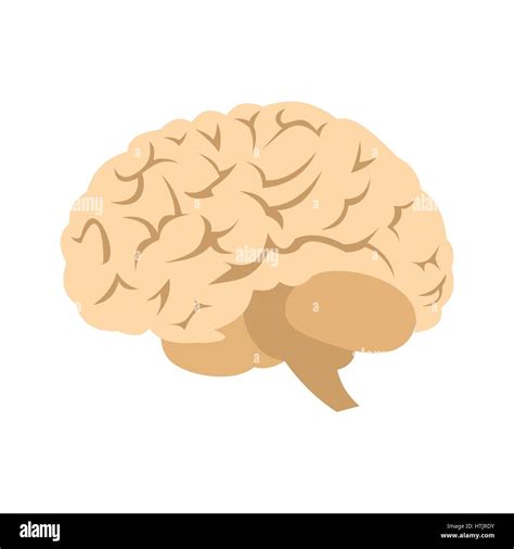 Icono De Cerebro Humano Imagen Vector De Stock Alamy