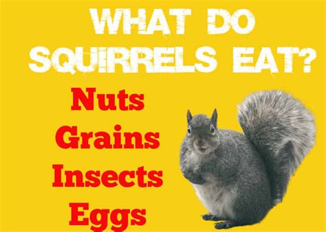 What Do Squirrels Eat Two Big Surprises