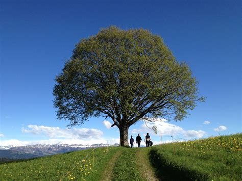 A Mountain Maple Tree On One Of The Hills Near Linden Switzerland