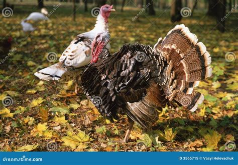 Turkey Cock Stock Image Image Of Livestock Colourful 3565715