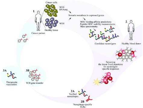 Identification Of Immunogenic Neoantigens Is The Major Technical