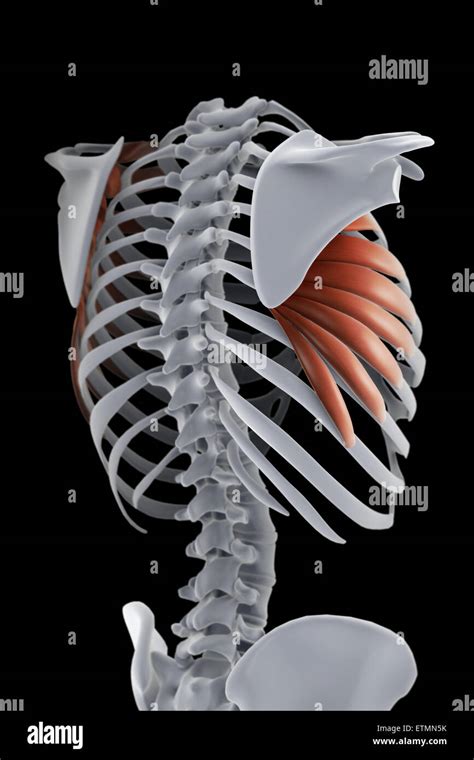 Serratus Anterior Muscle With Anatomical Skeletal Ribcage Outline Diagram Stock Illustration