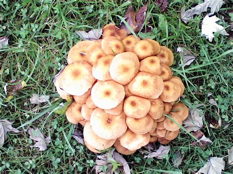 Cluster Mushrooms In My Yard 367989 Ask Extension