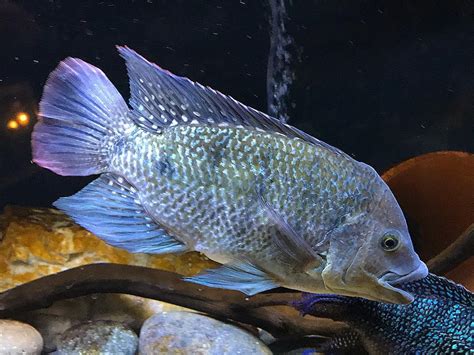 Tilapia Fish Characteristics Types Breeding And More