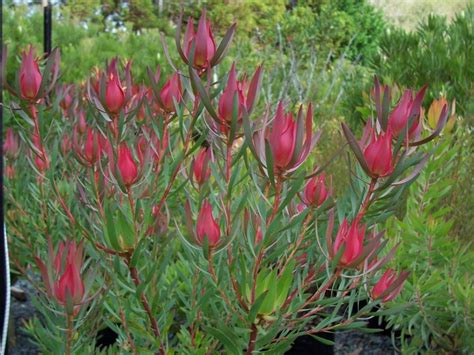 Home Protea Patch