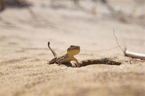 Premium Photo Portrait Of Desert Lizard Secret Toadhead Agama Near