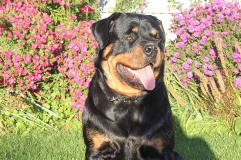 Puppynames.com offers many rottweiler puppy names to choose from when naming your own puppy. 10+ Best Rottweiler Dog Names | The Paws