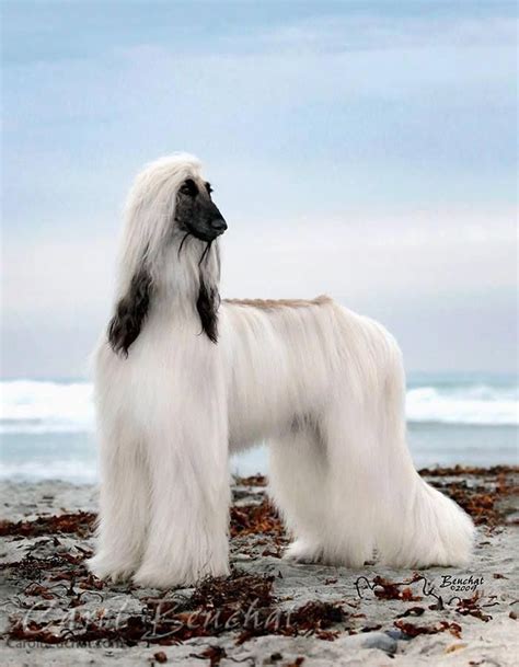 Awesome Beautiful Dogs Detail Are Readily Available On Our Web Pages