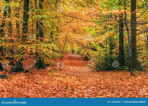 Beautiful Vibrant Autumn Fall Forest Scene Stock Image Image Of Ferns