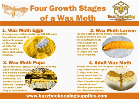 Wax Moths Buzz Beekeeping Supplies