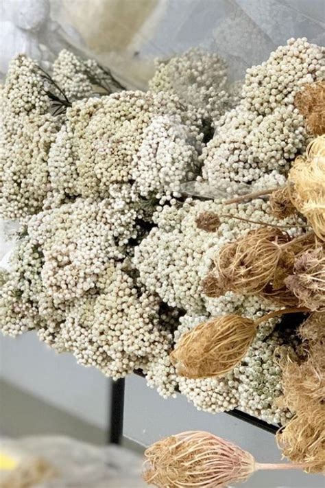 Wholesale anemones, wholesale tropicals, wholesale succulents Preserved Rice Flower in 2021 | Preserves, Dried flowers ...