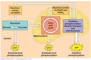 Aerobic respiration is the chemical reaction used to release energy from glucose. Photosynthesis & Cellular Respiration - AP Biology ...