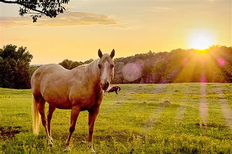 Beautiful Horse On The Pasture At Sunset In South Carolina Moun 5