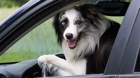 Dogs That Drive Cars And Other Amazing Animals