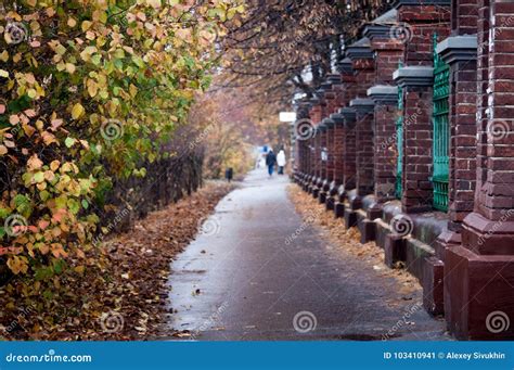 Autumn Park Alley With Bare Trees And Dry Fallen Colorful Leaves Stock