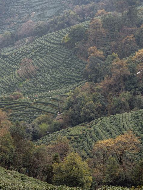 Hiking Hangzhou Tea Fields Meijiawu Longjing Tea Plantations