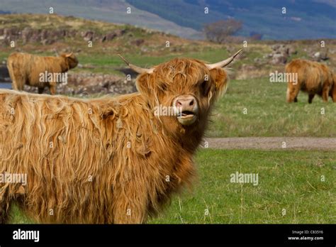 Scottish Highland Cow Cattle Scotland Landscape Sunny Summer Graze