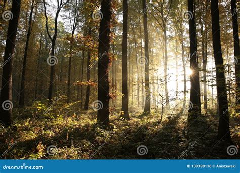 Misty Autumn Forest In The Early Morning Autumnal Deciduous At Sunrise