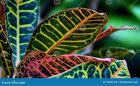 Spotted Croton Plant Stock Photography 206619368