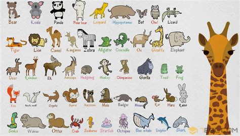 Animal Names Types Of Animals List Of Animals • 7esl