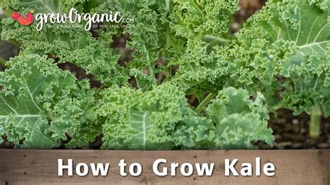 Alls i mean is, kale is always on those lists of top 10. How to Grow Organic Kale - YouTube
