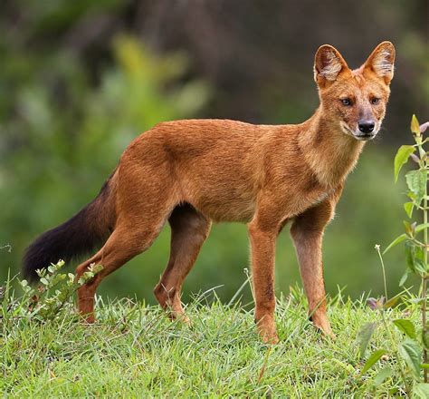 Dhole Wikipedia In 2020 Dhole Wild Dogs