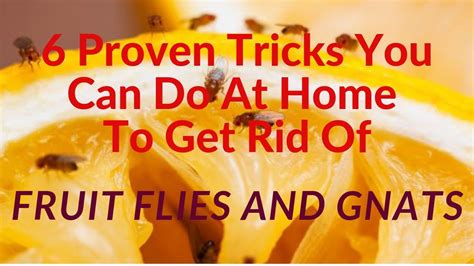 6 Simple Home Remedies To Instantly Get Rid Of Fruit Flies And Gnats At