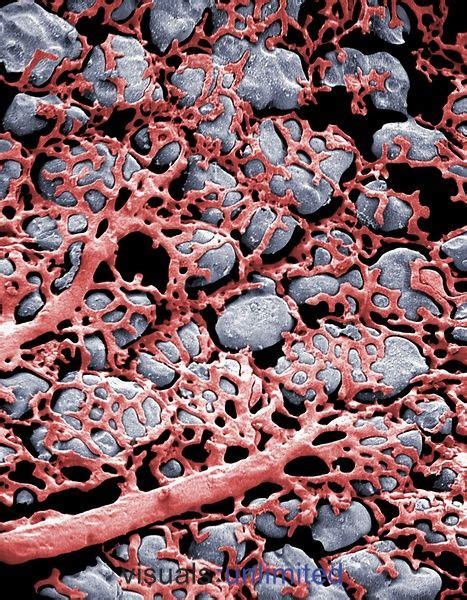 Capillaries And Alveoli In The Lung Strangely Beautiful Science And