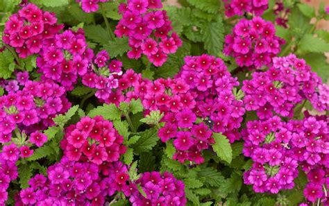 Famous Where Can I Buy Perennial Flowers Near Me 2023