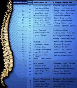 Chiropractic Charts Diagrams Including Dermatome Chart Spinal