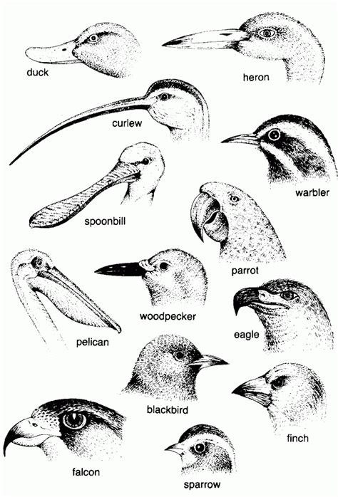 Bird Beaks And Bird Resources Biologie Anatomie Vogelkunde Bionik