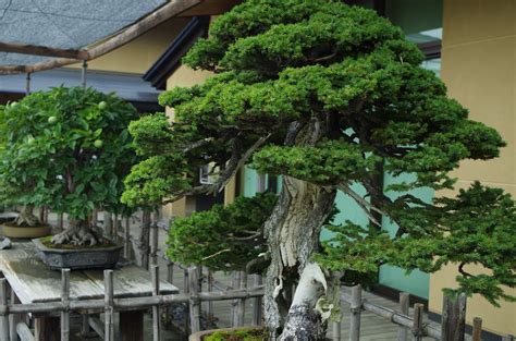 The 7 Oldest Bonsai Trees In The World Bonsai Sanctum