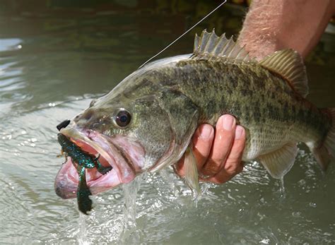 North Carolina Bass Forecast Game And Fish