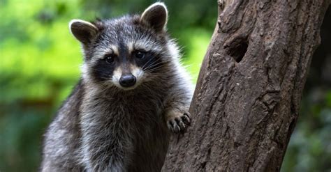 Raccoon Dog Vs Raccoon What Are The Differences A Z Animals