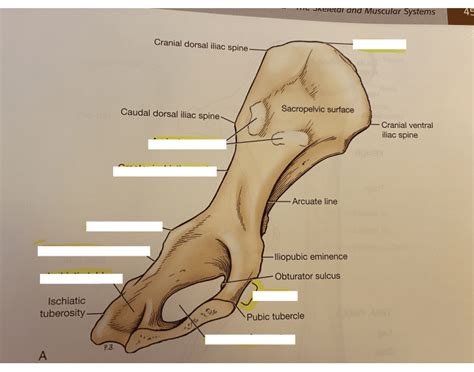 Anatomy Canine Medial View Of Left Hip Bone Quiz