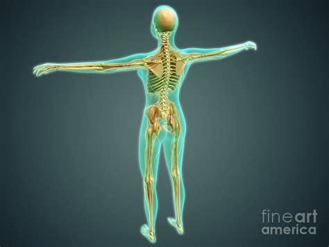 Human Body Showing Skeletal System Digital Art By Stocktrek Images