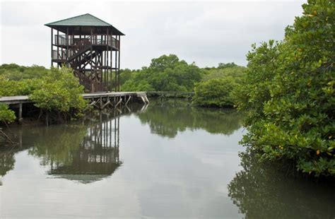 Jadi kawasan ekowisata, masyarakat sekitar hutan turut mengelola wisata alam taman nasional. Mangrove Information Center atau sering disingkat menjadi ...