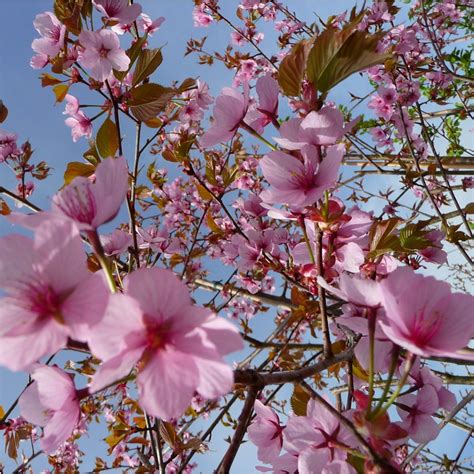 The leaves which then unfurl have a. Prunus Sargentii Tree