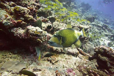 Diving Maldives Titan Triggerfish Balistoides Viridescen Flickr