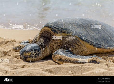 Honu Hawaiian Green Sea Turtles Resting On Laniakea Beach On The