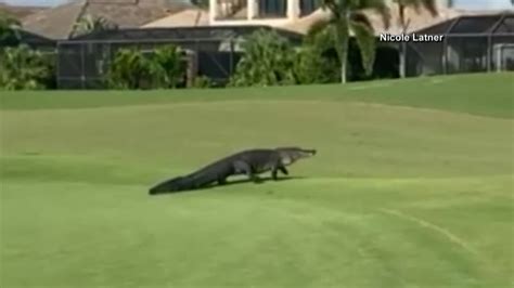 Video Large Alligator Takes Stroll On Florida Golf Course