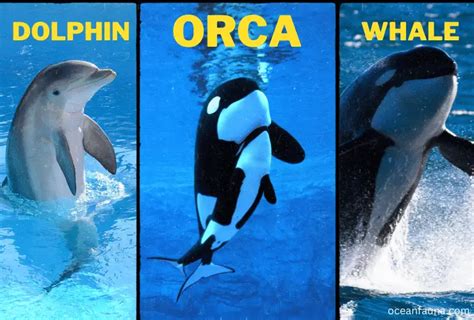 Are Orcas Dolphins Or Whales Ocean Fauna