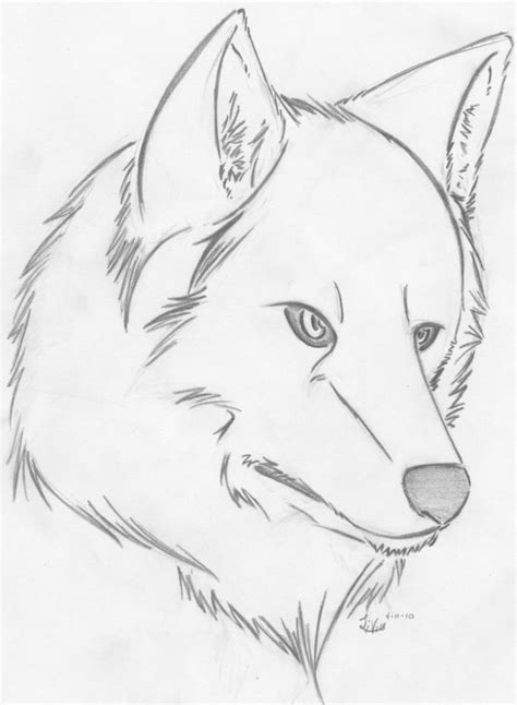 Pencil Drawing Of Wolf At Getdrawings Free Download